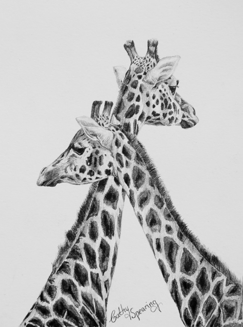 giraffes
